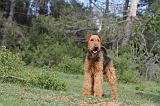 AIREDALE TERRIER 155